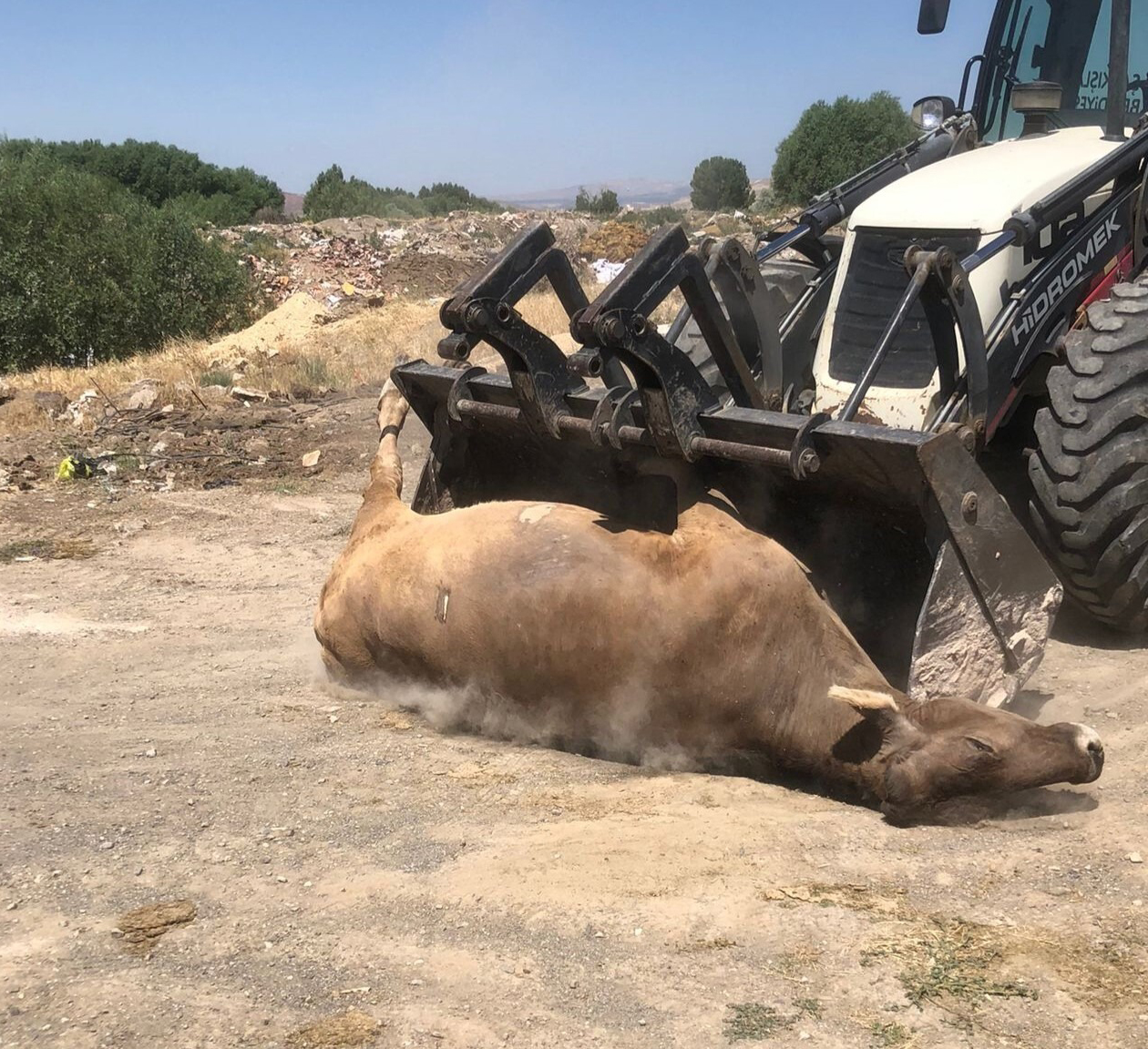 Son dakika... Sivas'ta ayakları bağlı halde ölü hayvan bulundu! 